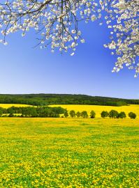 Yellow flower covered field under a blue sky and a blossoming cherry tree