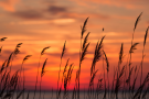 Grass blowing in the wind at dawn.