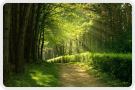 Light streaming on to a path through the dense lush forest canopy.