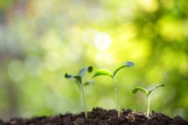 Sprout rising up from the soil in the sunlight.