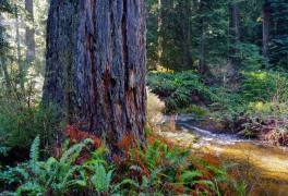 Creek passing the bass of an old growth tree at dawn.