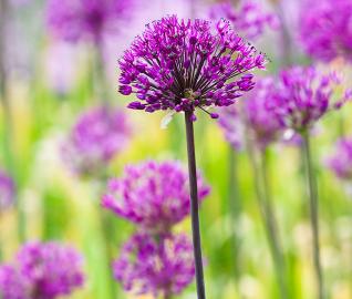 A field of purple onion flowers blooming