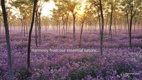 Understory covered in purple blossoms as sunrise.