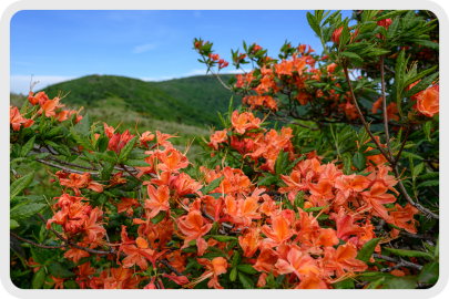 Bright orange flowers in bloom against dark green grassy knoll.