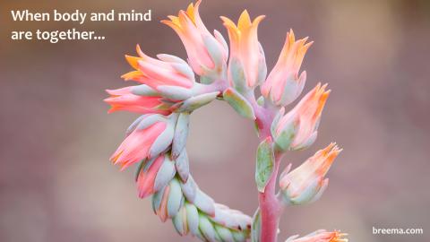 Succulent flower in bloom.