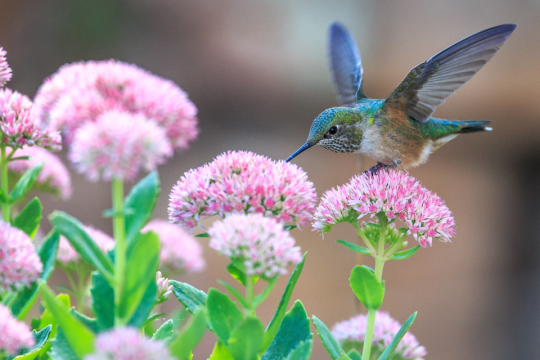 Hummingbird on blooming flower.